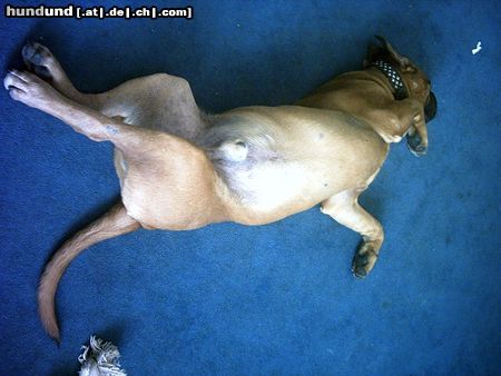 Bordeauxdogge Hunde Foto 22400 Bordeauxdogge Dusty 9 Monate alt