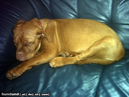 Bordeauxdogge Hunde Foto 21964 in höherer Auflösung ansehen Bordeauxdogge Emma beim schlafen