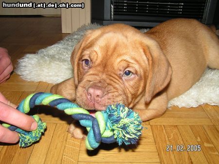 Bordeauxdogge Hunde Foto 19017 Bordeauxdogge unser nachwuchs Ercole