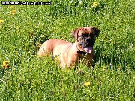 Bordeauxdogge Hunde Foto 21582 in höherer Auflösung ansehen Bordeauxdogge Blumenkind