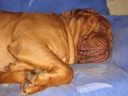 Bordeauxdogge Hunde Foto 34367 in höherer Auflösung ansehen Bordeauxdogge Tarkam du chant des Bruant