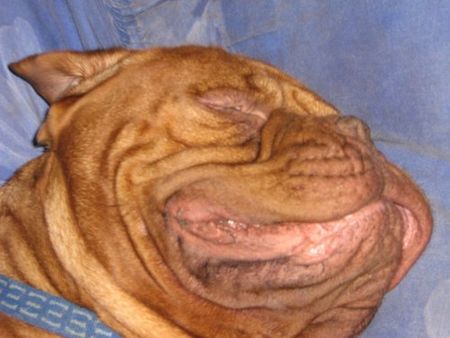 Bordeauxdogge Hunde Foto 34370 in höherer Auflösung ansehen Bordeauxdogge Tarkam du chant des Bruant \SCHNARSCH