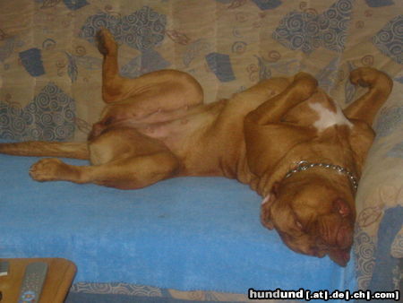 Bordeauxdogge Hunde Foto 25404 Bordeauxdogge ach ist das gemütlich