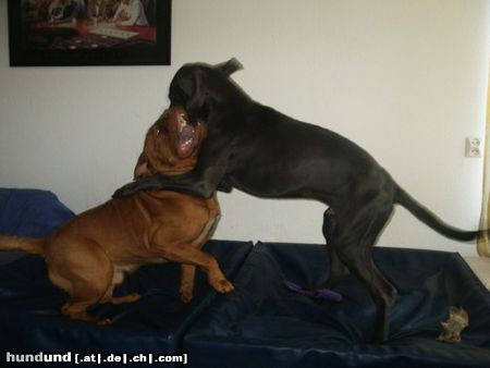Bordeauxdogge Hunde Foto 7267 Bordeauxdogge Chucky mit Cerberus