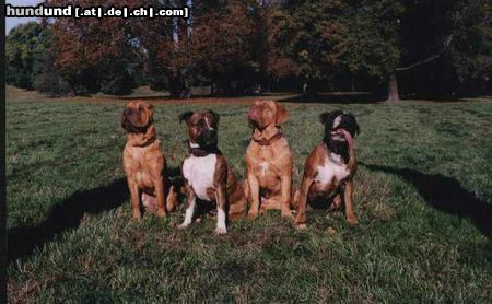 Bordeauxdogge Hunde Foto 24639 Bordeauxdogge Doa & und ihre Freundinnen (Doa 10 Monate)