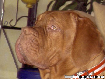 Bordeauxdogge Hunde Foto 21470 Bordeauxdogge Lulu aus Quickborn mit ca. 7 Monaten...