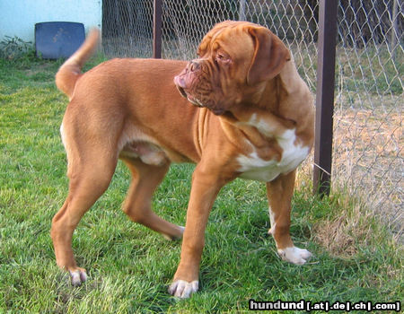 Bordeauxdogge Hunde Foto 25902 Bordeauxdogge Minos 10 Monat alt