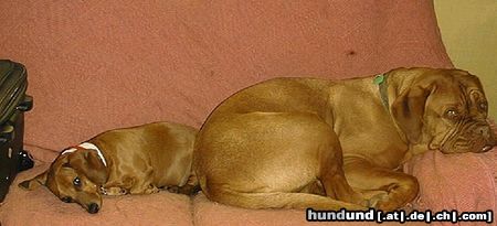 Bordeauxdogge Hunde Foto 20010 Bordeauxdogge Diesel is Pflegehund fuer ueber 1 Jahr.. I love this dog