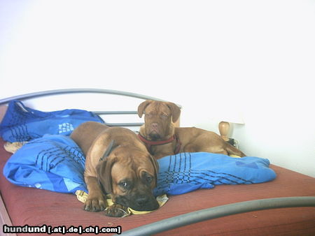 Bordeauxdogge Hunde Foto 24416 in höherer Auflösung ansehen Bordeauxdogge Dusty (11 Monate) und die Emma (8 Monate)