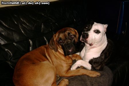 Bordeauxdogge Hunde Foto 21569 in höherer Auflösung ansehen Bordeauxdogge Freunde fürs Leben