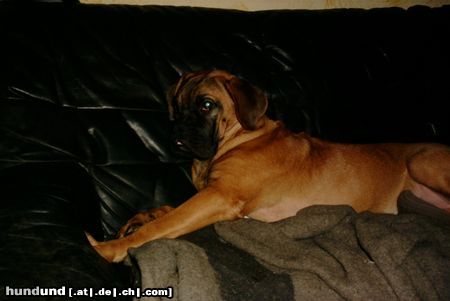 Bordeauxdogge Hunde Foto 5958 Bordeauxdogge Karla fühlt sich einfach wohl