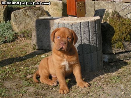 Bordeauxdogge Hunde Foto 16506 in höherer Auflösung ansehen Bordeauxdogge Unser Luca (2 Monate) in der großen Welt!