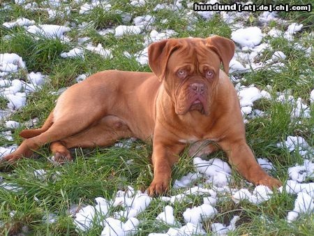 Bordeauxdogge Hunde Foto 16507 in höherer Auflösung ansehen Bordeauxdogge Luca und der erste Schnee!