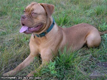 Bordeauxdogge Hunde Foto 26121 in höherer Auflösung ansehen Bordeauxdogge Cleo (12 Monate)