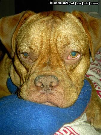 Bordeauxdogge Hunde Foto 26120 in höherer Auflösung ansehen Bordeauxdogge Cleo (12 Monate)