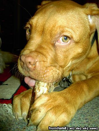 Bordeauxdogge Hunde Foto 18412 in höherer Auflösung ansehen Bordeauxdogge Cleo beim Kautraining......schmeckt ja auch lecker!!! mmmhhh.....