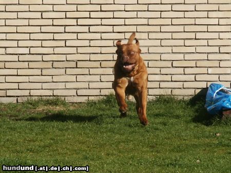 Bordeauxdogge Hunde Foto 7263 Bordeauxdogge Jipiiiiiiiiiieeeeeeeeeeeee