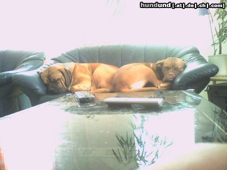 Bordeauxdogge Hunde Foto 24992 in höherer Auflösung ansehen Bordeauxdogge zu zweit ist's doch am schönsten...