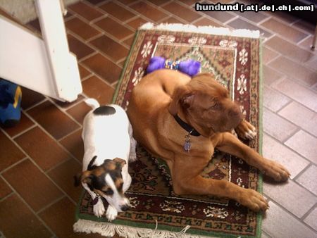 Bordeauxdogge Horst und Kira aus Hofheim am Taunus