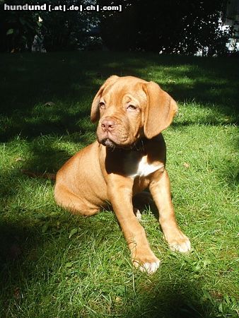 Bordeauxdogge Hunde Foto 16228 in höherer Auflösung ansehen Bordeauxdogge Balthasar, 12 Wochen