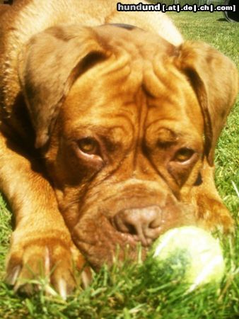 Bordeauxdogge Hunde Foto 44412 in höherer Auflösung ansehen Bordeauxdogge Odin