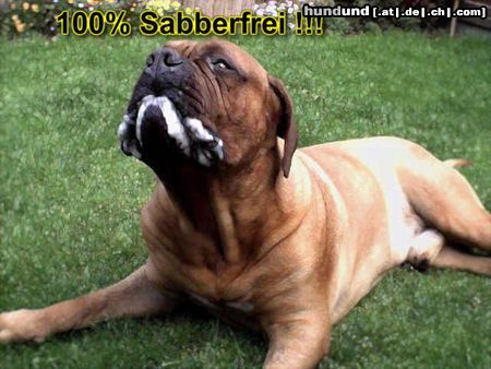 Bordeauxdogge Sabber-Hutsch