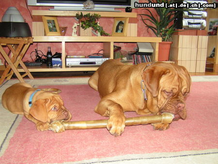 Bordeauxdogge Hunde Foto 26224 Bordeauxdogge Scarlett+Quentin von der Burg Lübeneck
