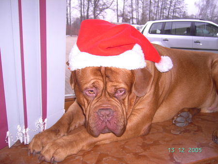 Bordeauxdogge Hunde Foto 27559 Bordeauxdogge Frohe Weihnachten 2005 von Sumo