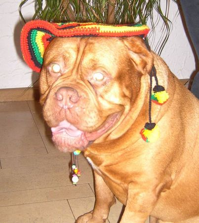Bordeauxdogge Hunde Foto 27560 Bordeauxdogge Frohe Weihnachten 2005 von Sumo
