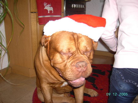 Bordeauxdogge Hunde Foto 27576 Bordeauxdogge Frohe Weihnachten ( Sumo )
