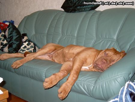 Bordeauxdogge Hunde Foto 13979 Bordeauxdogge einfach supi die seite* ich heiße PEPPER