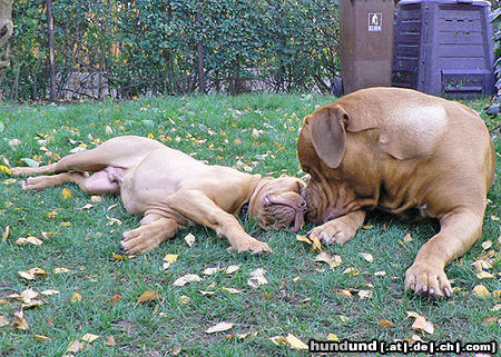 Bordeauxdogge Hunde Foto 26685 in höherer Auflösung ansehen Bordeauxdogge Benson&sein Halbbruder Ben