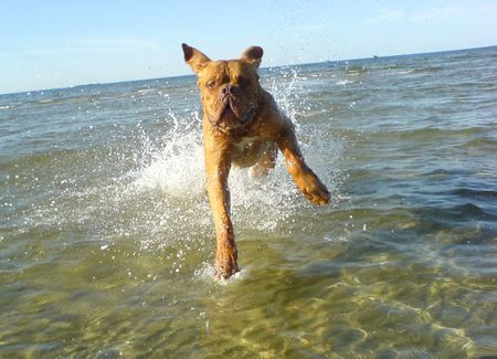 Bordeauxdogge Benson am Laboer Strand