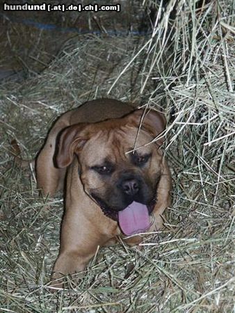 Bordeauxdogge Hunde Foto 15652 in höherer Auflösung ansehen Bordeauxdogge Emma ca. 1 Jahr alt