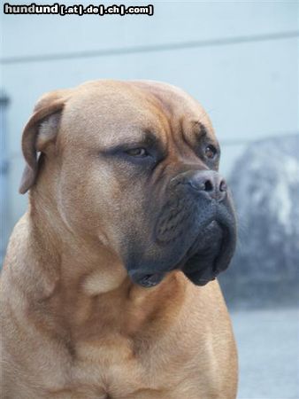 Bordeauxdogge Hunde Foto 25684 in höherer Auflösung ansehen Bordeauxdogge