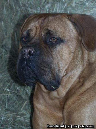 Bordeauxdogge Hunde Foto 25687 in höherer Auflösung ansehen Bordeauxdogge