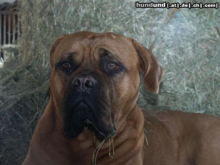 Bordeauxdogge Hunde Foto 25688 in höherer Auflösung ansehen Bordeauxdogge