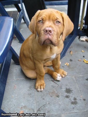 Bordeauxdogge Hunde Foto 5518 Bordeauxdogge cosma shiva geb. 12-06-03