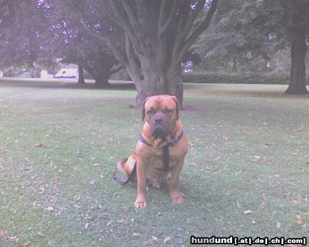 Bordeauxdogge Hunde Foto 24998 in höherer Auflösung ansehen Bordeauxdogge so ein hübscher.........
