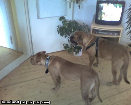 Bordeauxdogge Hunde Foto 24999 Bordeauxdogge immer schön aufpassen.........
