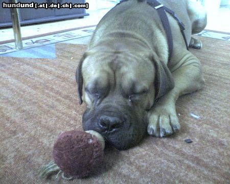 Bordeauxdogge Hunde Foto 24997 in höherer Auflösung ansehen Bordeauxdogge Dusty 11 Monate alt.........