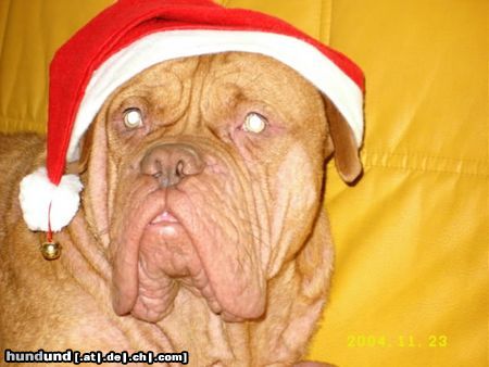Bordeauxdogge Hunde Foto 18818 Bordeauxdogge Unser pepper 1.j. von marc+ramona aus giessen