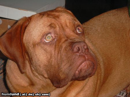 Bordeauxdogge Hunde Foto 16428 Bordeauxdogge Können diese Augen lügen??