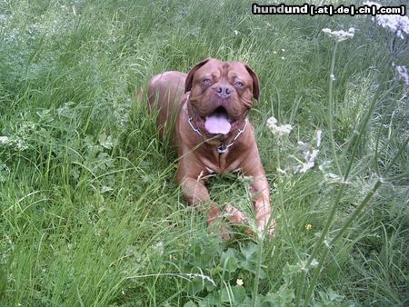 Bordeauxdogge Hunde Foto 18469 Bordeauxdogge es grünt so grün