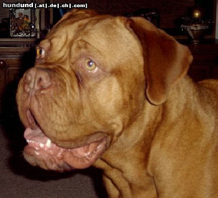 Bordeauxdogge Hunde Foto 18721 Bordeauxdogge hää, wer ist denn daaaaa??