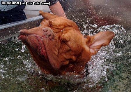 Bordeauxdogge Hunde Foto 13663 Bordeauxdogge Das macht einfach nur Spaß!!!