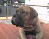 Bordeauxdogge Foto: Dusty (Schwarzmaske) 11 Monate alt (ID 24989) Bordeauxdogge Hund