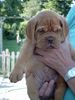 Bordeauxdogge Foto: Benson(6 Wochen alt) In 2 Wochen kommt er zu uns (ID 22978) Bordeauxdogge Hund