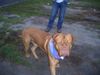 Bordeauxdogge Foto: nugat aus Ungarn (2) (ID 33192) Bordeauxdogge Hund