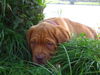 Bordeauxdogge Foto: Kronos, 12 Wochen (ID 24848) Bordeauxdogge Hund